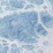 Homeroots 8' Sky Blue And Denim Blue Round Nautical Washable Indoor Outdoor Area Rug 581499 - alternate 4