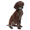 Casual Canine Dog Collar, 10 to 16 in L Collar, 5/8 in W Collar, Nylon, Green ZA8871 10 43 - alternate 3