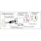 Hallmarkind Industries Dc Motor, 3/4Hp, 56C/90V/1750 Rpm, Tefc MD1430B-DC - alternate 2