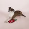 Pet Shop By Fringe Studio Multicolored Plush Hot Sauce Durable Pet Toy 729009T - alternate 2