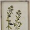 Homeroots 19" X 12" Green And White Thyme Floral Wood Wall Decor 636007 - alternate 1