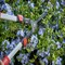 Corona Tools Extendable Hedge Shears with ComfortGEL Grip, 8 in. Blades, 17 in Handles HS 3344D - alternate 3