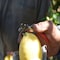Corona Tools Citrus Shears AG 5020 - alternate 4