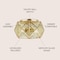 Jonathan Y Violet 12.5" 2-Light Industrial Vintage Iron/Glass LED Flush Mount, Brass Gold JYL9927A - alternate 6