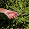 Corona Tools Yard Essentials Houseplant Pruners, Variety Pack BP13624 - alternate 2