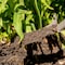 Radius Garden Root Slayer Perennial Shovel 23311 - alternate 7