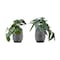 Monarch Specialties Artificial Plant, 8'' Tall, Alocasia, Indoor, Fake, Decorative, Green Leaves, Blk Cement Pots, 2PK I 9559 - alternate 2