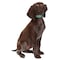 Casual Canine Dog Collar, 18 to 26 in L Collar, 1 in W Collar, Nylon, Green ZA8871 18 43 - alternate 3