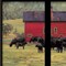 Homeroots By the Red Barn Herd of Angus 2 Black Framed Print Wall Art 406242 - alternate 2