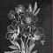 Homeroots Set Of Two Vintage Flowers in Bloom Black Framed Print Wall Art, 2PK 407970 - alternate 3