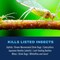Bioadvanced Complete Brand Ready-to-Spray Insect Killer for Soil & Turf Liquid 32 oz 700384A - alternate 5