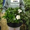 Ipower 15-Gallon Grow Bag Thickened Nonwoven Fabric Pots, Black w/Green Stitch Sewing, 5PK GLGROWBAG15X5EGRN - alternate 5
