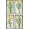 Homeroots Set Of Four Herbs Black Framed Print Wall Art, 4PK 525107 - alternate 4