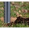True Temper 58.5 in. Carbon Steel Atlas Pattern Post Hole Digger Fiberglass Handle 2704200 - alternate 5