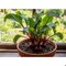 Miracle Led 8W 4KK Low-Light Root Vegetables 4-Socket Grow Light Kits, 2PK 803411 - alternate 4