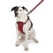 Guardian Gear Reflective Harness, 24 to 35 in, Fastening Method: O-Ring Strap, Nylon Harness, True Red ZA0031 20 83 - alternate 4