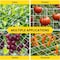Ipower 3' x 3' Grow Room Trellis Netting for 47inx47in Room, Heavy-Duty Elastic Plant Net with Hook GLPSUPNET3ELASTIC - alternate 4
