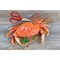 Maine Man Seafood Crab Scissor 43810 - alternate 3