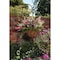 Best Garden 12'' Steel Rod Black Powder Coat Hanging Plant Basket HB1326-12 - alternate 1