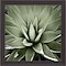 Homeroots Green Succulent III Brown Framed Print Wall Art 527047 - alternate 1