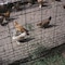 Tenax Animal Control Green Poultry Fencing, 4 Feet Height x 50 Feet Length 121589 - alternate 3