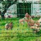 Vevor Electric Netting Fence Kit PE Net Fencing 48"H x 168'L with Posts Spikes SP1201407D51 120cm-7.5cm - alternate 5