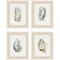 Homeroots Set Of Four Oysters on the Bay White Framed Print Wall Art, 4PK 525662 - alternate 1