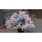 Celebrations 2 ft. Full LED 35 ct Snowy Color Changing Porch Bush 09-04001A - alternate 6