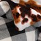 Homeroots 50" X 60" Brown and White Velvet Quilted Animal Print Plush Throw Blanket 535294 - alternate 4