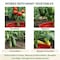 Tomato Crater Root-Zone Watering Ring for Tomatoes & Vegetables - Made in USA Snap-Together Base System for Deep Watering, Reduced Weeds & Healthier Roots, 3-Pack PK3 DP3031-3 - alternate 3