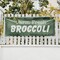 Signmission Farm Fresh Broccoli, 18 Inch x 48 Inch, Vinyl Banner B-30581 - alternate 4