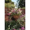 Best Garden 12'' Steel Rod Black Powder Coat Hanging Plant Basket HB1326-12 - alternate 2