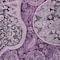 Homeroots 8' X 10' Purple And Charcoal Floral Medallion Washable Indoor Outdoor Area Rug 603194 - alternate 5
