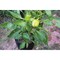 Smart Pot 5 Gal. Black Fabric Multi Purpose Grow Bag 21005 - alternate 4