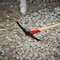 Corona Tools Railroad Pick, 36 in. Hickory Handle with Poly Guard PM 40000 - alternate 5