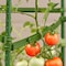 Gardeners Blue Ribbon Green Steel Garden Stakes SA12 - alternate 3