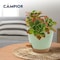 Campior Self-Watering Planters, 5 Size Indoor and Outdoor Plant Pots with Drainage Holes and Wick Rope CAMPPLTGR202 - alternate 6