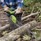 Greenworks 80V 16'' 2kW Brushless Chainsaw with 4.0 Ah Battery & Charger 2009602 - alternate 6
