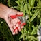 Corona Tools Yard Essentials Houseplant Pruners, Red BP13623 - alternate 2