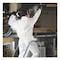 Kleenguard A30 Elastic-Back and Cuff Hooded Coveralls, 1" Flap, X-Large, White, 25PK KCC 46114 - alternate 3
