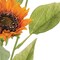 Homeroots Set of Twelve Yellow And Green Fall Sunflower Wreath Sprays, 12PK 633245 - alternate 6