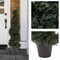 Pure Garden Artificial Tree 4FT Spiral Cypress Topiary Tree with Pot UV-Protected Indoor or Outdoor Fake Plants 50-LG1114 - alternate 5