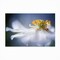 Trademark Fine Art Outdoor Canvas Art - Mandy Disher 'Anemone 1' Wall Art for Patios, or Gardens 1X10931-OC1624WR - alternate 7