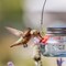 Natures Way Hummingbird 6 oz Glass Mason Jar Bird Feeder 4 ports MJF1-TRAY - alternate 4