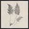 Homeroots Set Of Two Modern Ferns I Brown Framed Print Wall Art, 2PK 416364 - alternate 4