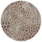 Homeroots 8' Brown And Beige Round Geometric Washable Indoor Outdoor Area Rug 595063 - alternate 5