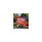 Bonide Products 10 Lb. Ready To Use Granules Ant, Flea & Tick Killer 60613 - alternate 8