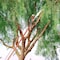 Corona Tools Dual Compound-Action Tree Pruner, 12 ft. TP 3841 - alternate 2