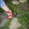Corona Tools ClassicCUT Sod Cutter and Grass Shears GS 6750D - alternate 3