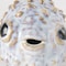 Homeroots Petite Off White Puffer Fish Sculpture 392486 - alternate 5